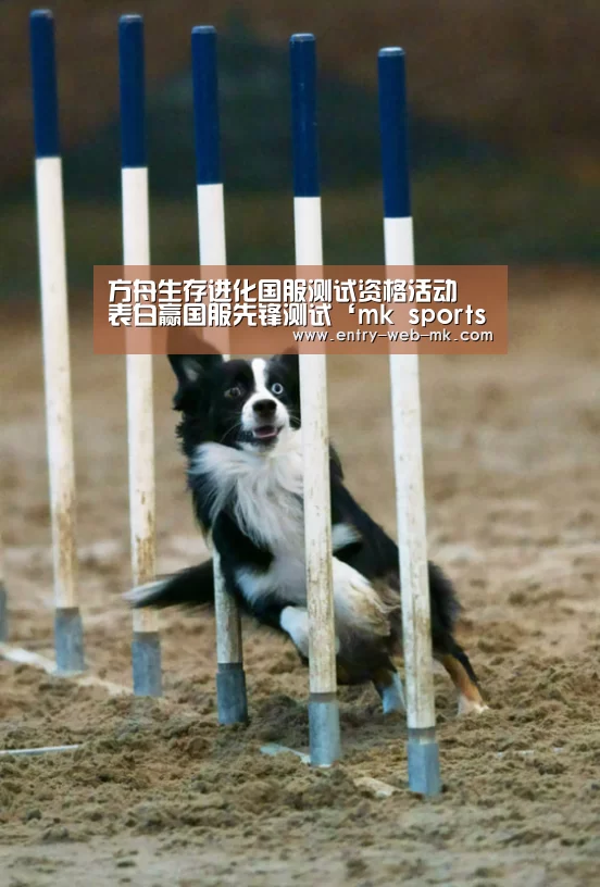 mk体育平台